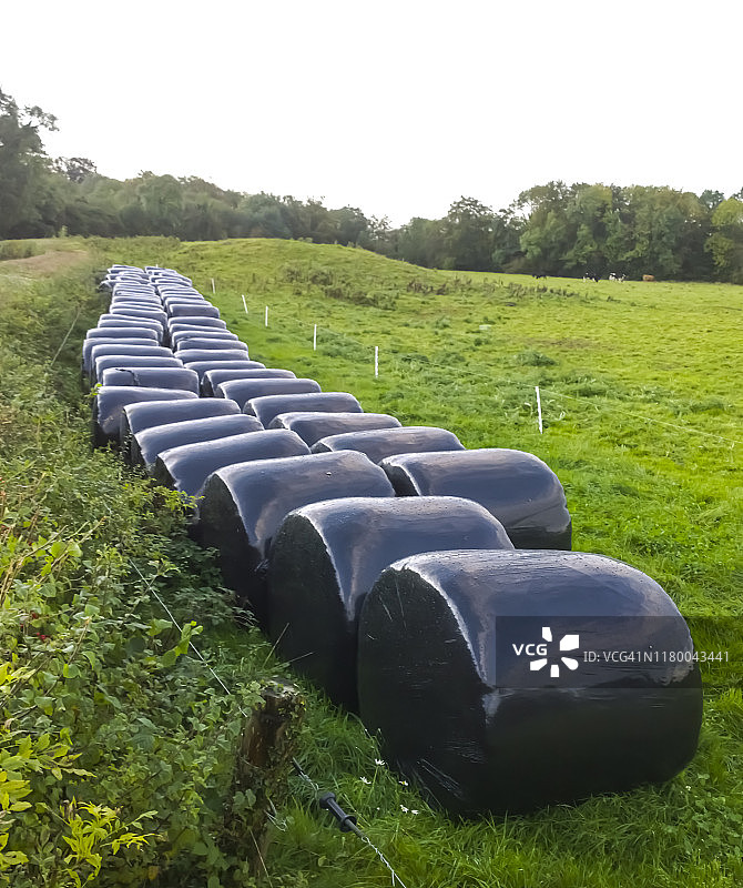 农场田地里储存的大包青贮饲料的黑色袋子图片素材