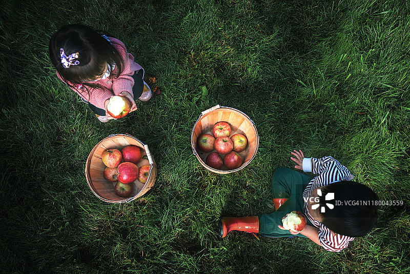 在农场采摘苹果的可爱兄弟姐妹图片素材