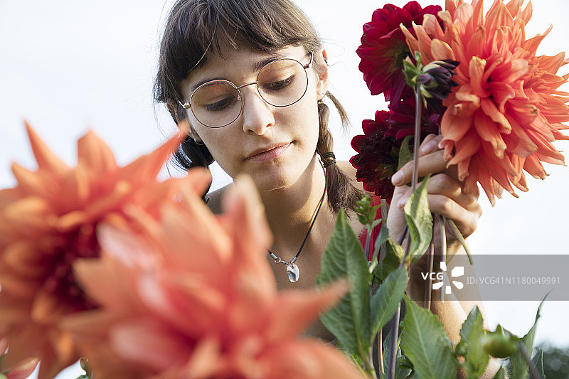 女人在自留地上剪大丽花，低视角图片素材