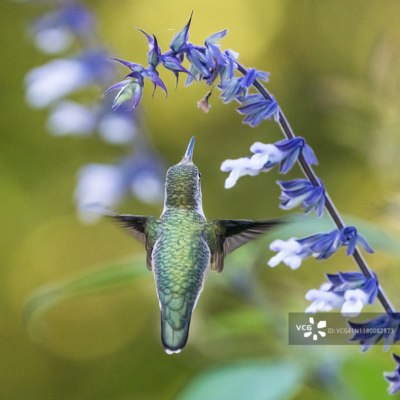 纽约的红宝石喉蜂鸟图片素材