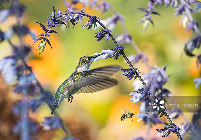 纽约的红宝石喉蜂鸟图片素材