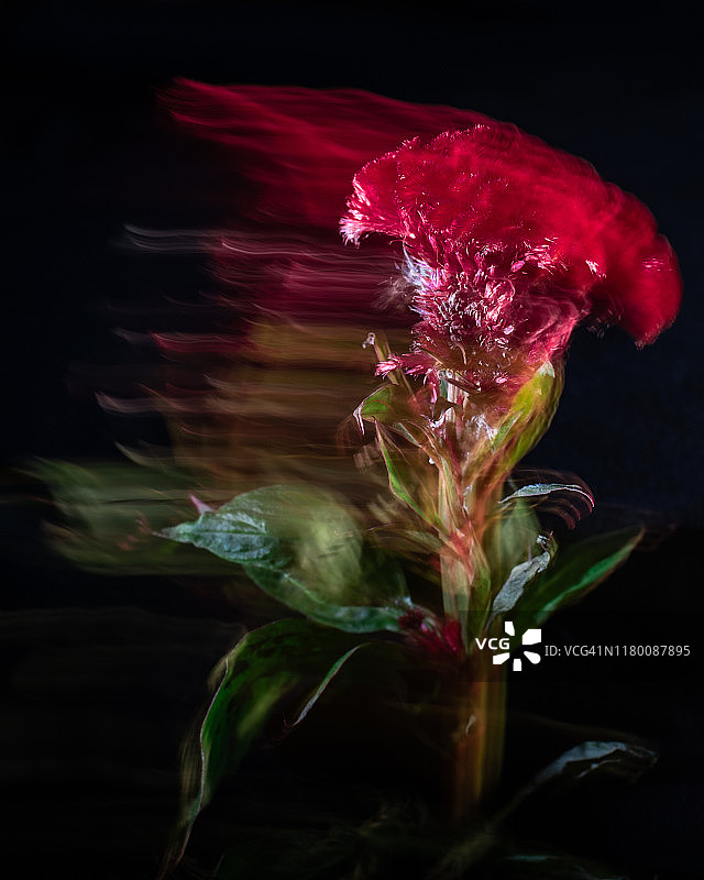 美丽的鸡冠花图片素材