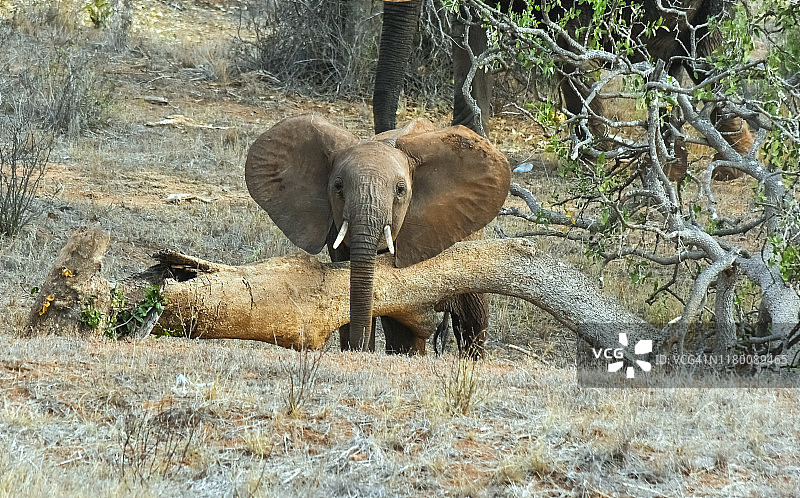 肯尼亚察沃国家公园的小象肖像图片素材