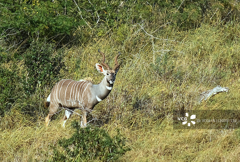 肯尼亚察沃国家公园内的大型小捻角羚图片素材