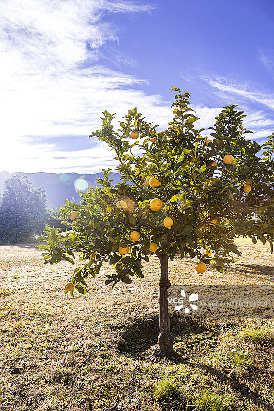 柠檬树图片素材