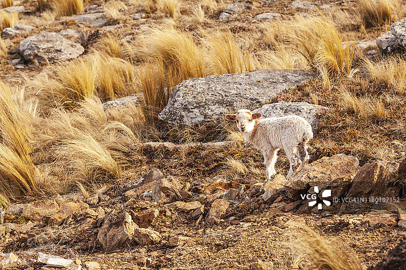 山顶上的羔羊图片素材