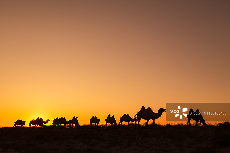 旅行背景：日落时沙漠沙丘中的骆驼剪影图片素材
