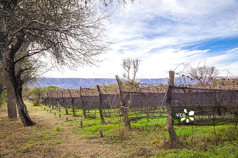 梅洛葡萄园，阿根廷图片素材
