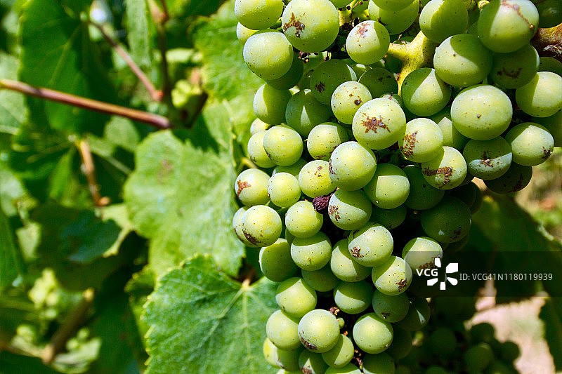 霞多丽葡萄图片素材