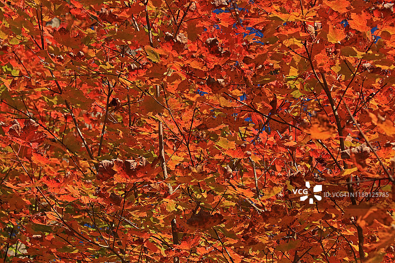 鲜艳的彩色秋叶 - 背景图片素材