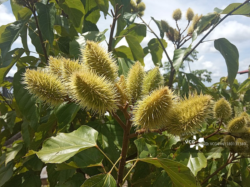 胭脂树种子荚图片素材