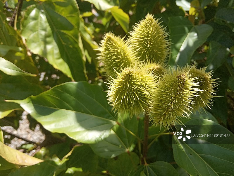 胭脂树种子荚图片素材