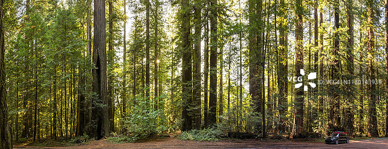 红杉州立公园的巨型红杉树和小汽车全景图片素材