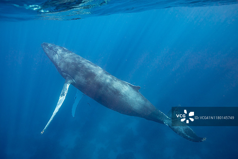 座头鲸幼崽图片素材