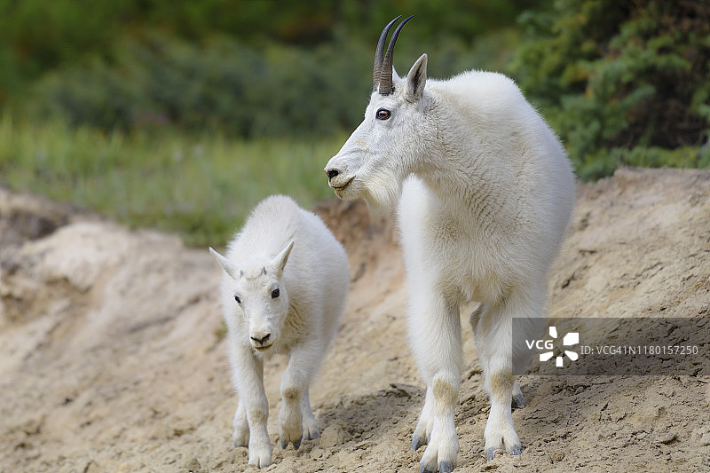 加拿大艾伯塔省贾斯珀国家公园山羊公羊和小山羊图片素材