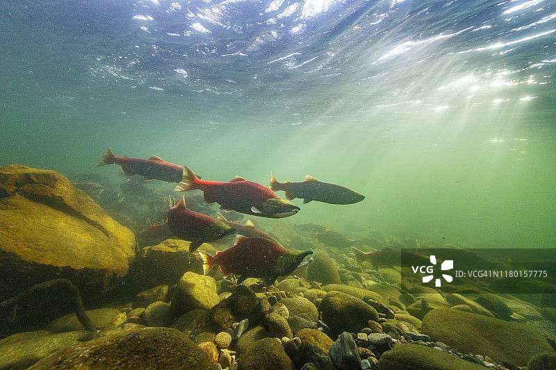 加拿大不列颠哥伦比亚省亚当斯河的红鲑鱼图片素材