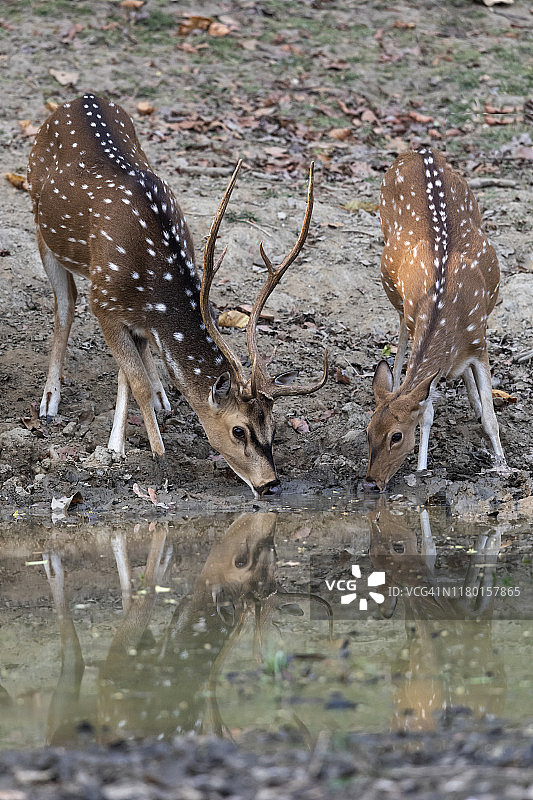印度中央邦坎哈国家公园梅花鹿饮水图片素材