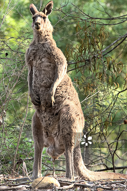 警惕的袋鼠图片素材