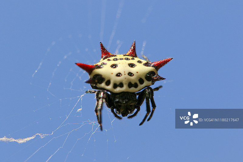 带刺的球体蜘蛛图片素材