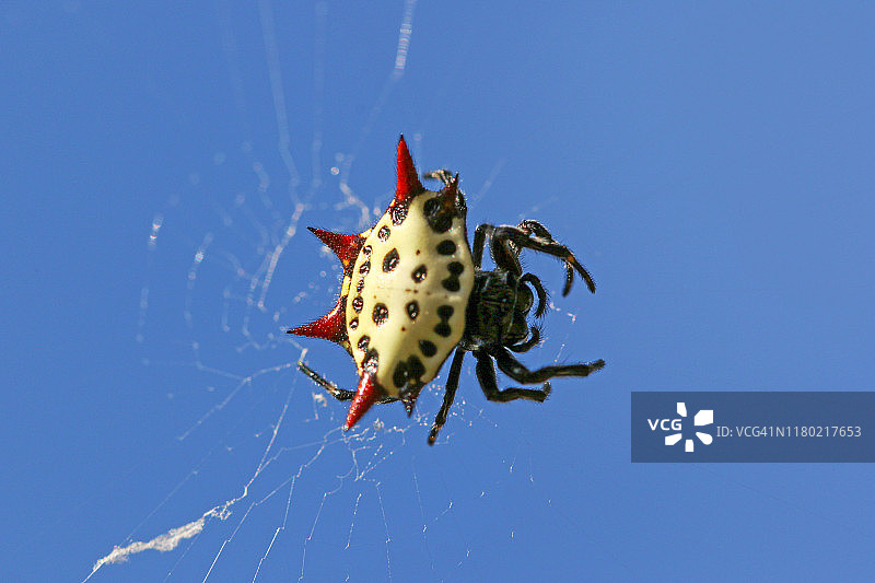 带刺的球体蜘蛛图片素材