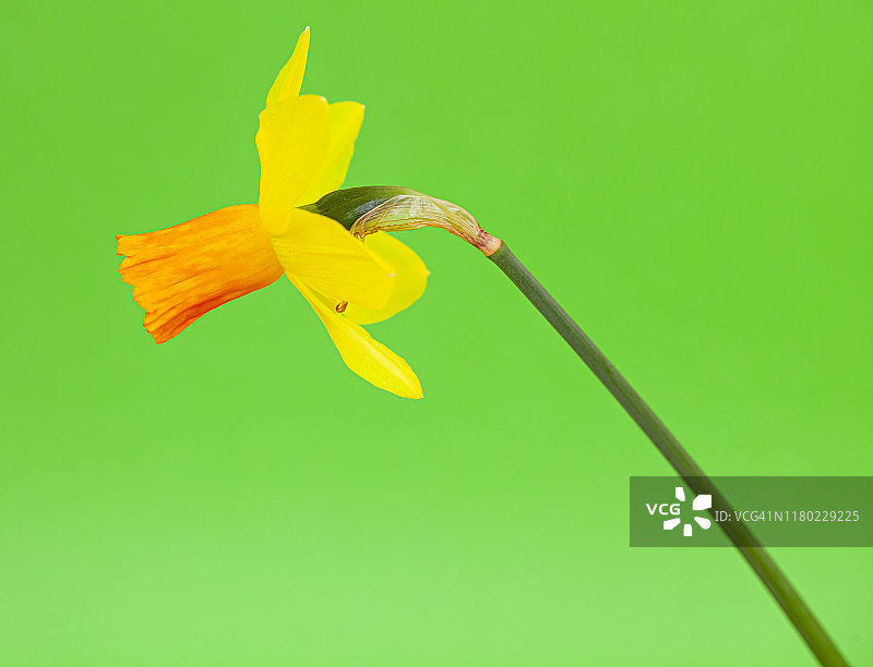 水仙花图片素材