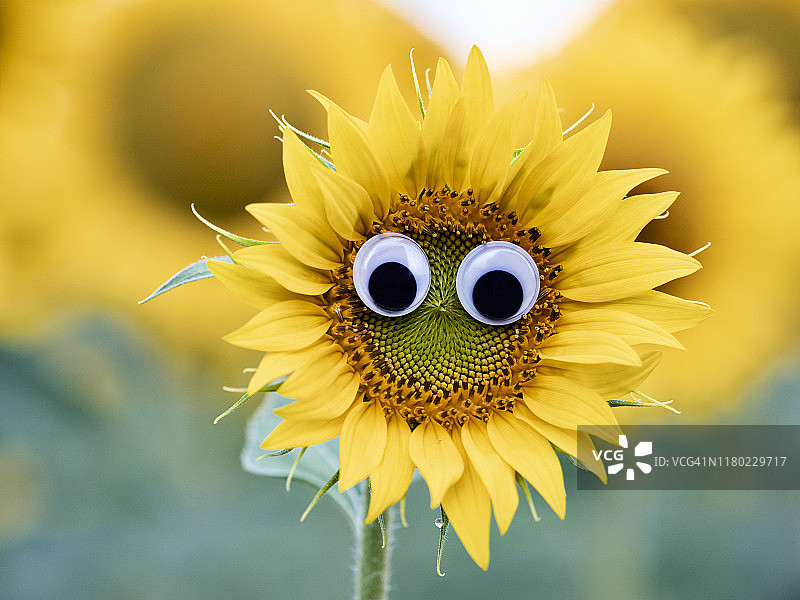 向日葵上的笑脸绘画图片素材
