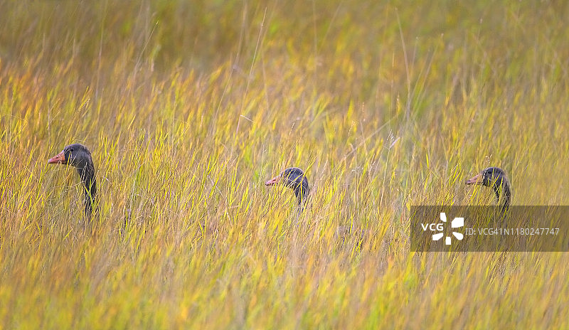 秋季冰岛雷克雅未克高草中的鹅群图片素材