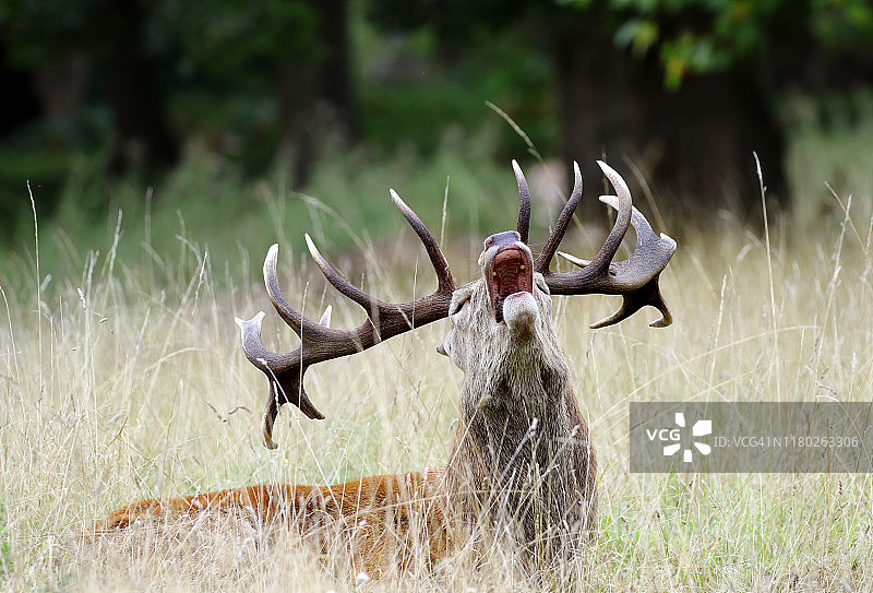 咆哮的马鹿图片素材