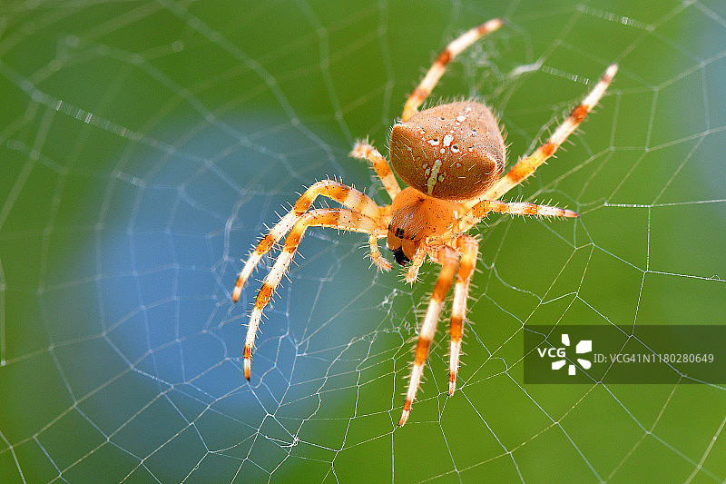 蜘蛛在网上图片素材