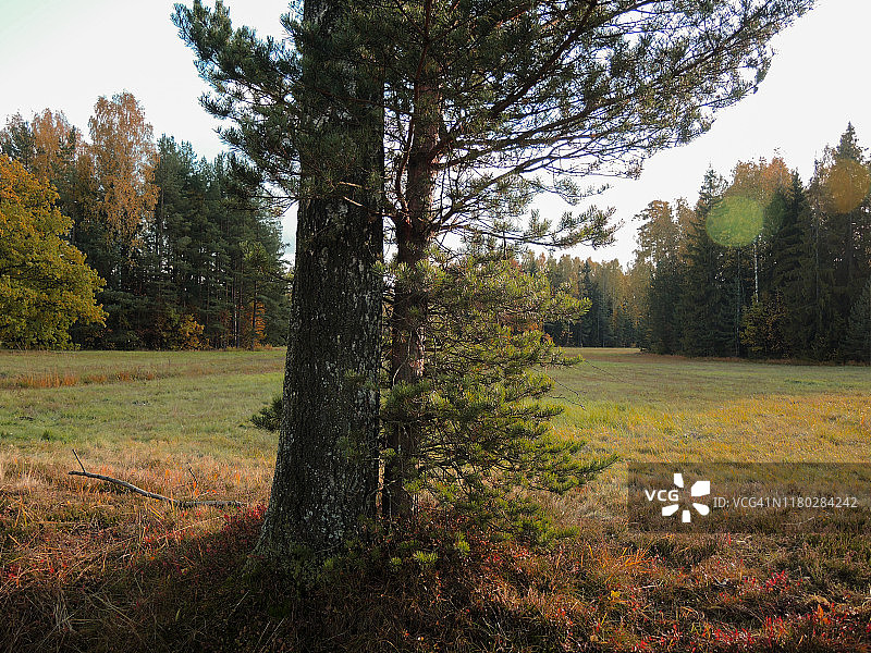 秋季草甸上共同生长的旧桦树和松树图片素材