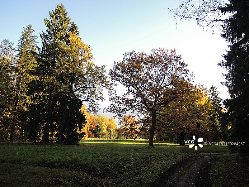 秋日森林中的橡树巷图片素材
