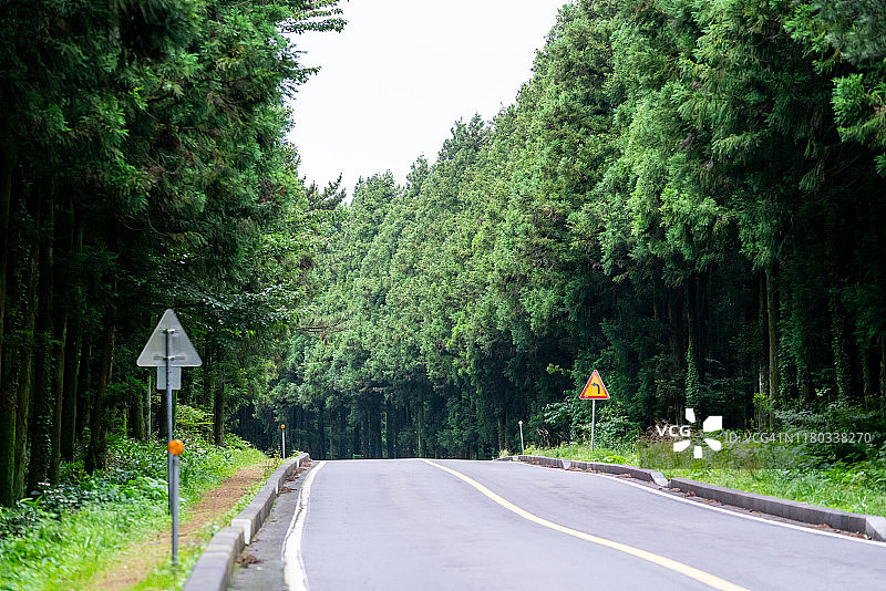 韩国济州岛的森林图片素材