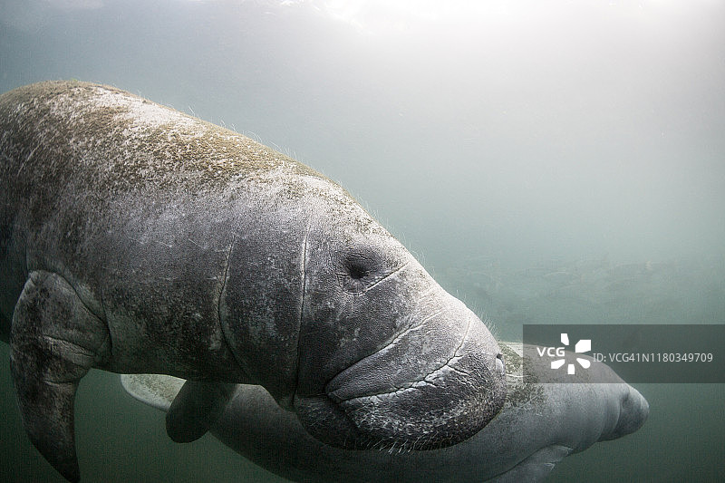 两只海牛，位于美国佛罗里达州水晶河图片素材