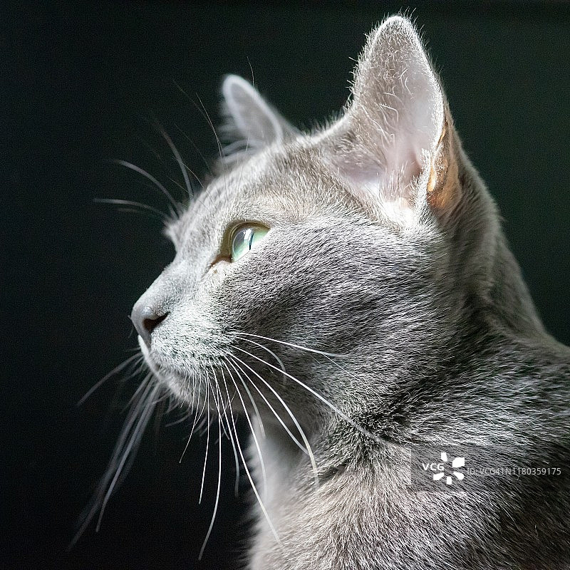 柯拉特猫的肖像图片素材