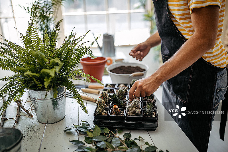 在花店移植仙人掌图片素材