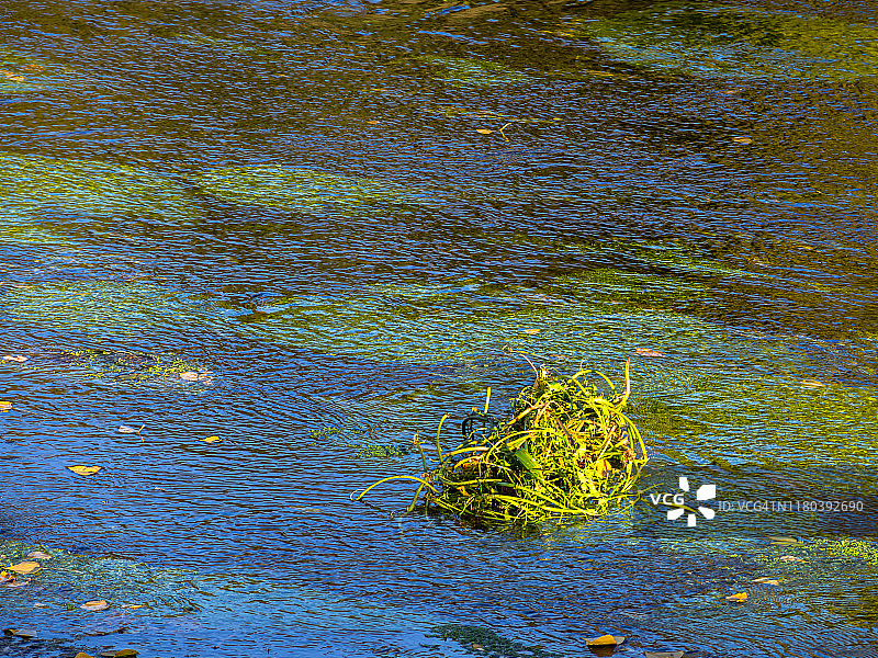 漂浮藻类、水透镜、树木倒影和落叶的水面纹理图片素材