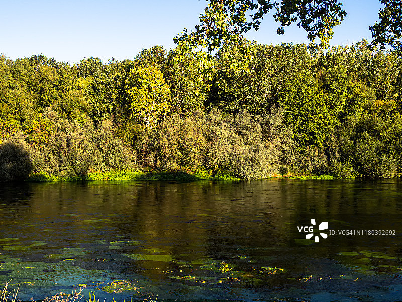 托尔梅斯河风景，水面有海藻或浮萍，岸边有柳树、赤杨和白杨，树木倒映在水面上图片素材