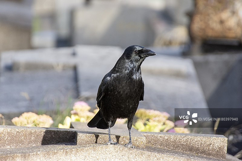 拉雪兹神父公墓坟墓上的乌鸦图片素材