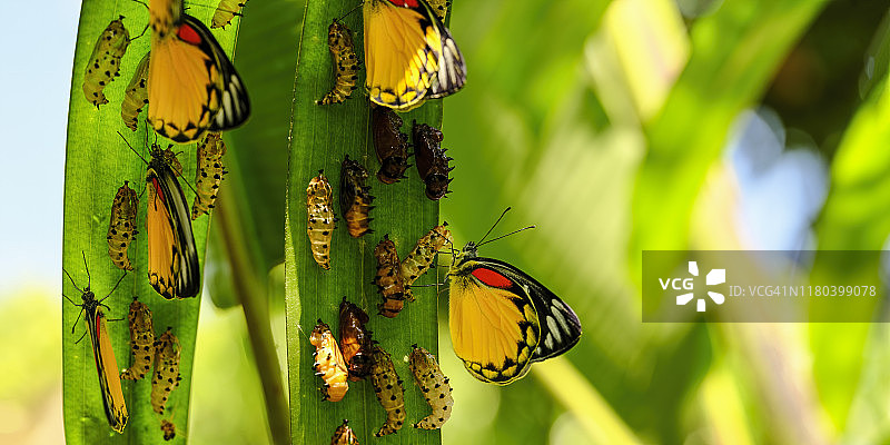 从蛹中孵化的美丽玉带凤蝶图片素材