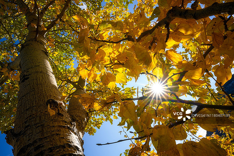 加拿大班夫国家公园的秋色图片素材