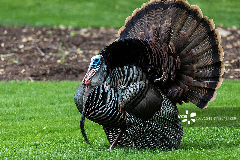 展开尾羽的野生雄火鸡图片素材