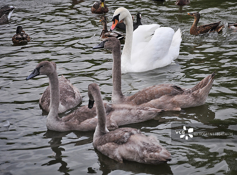 野生动植物：水中嬉戏的幼天鹅图片素材