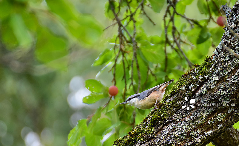 䳭栖息在李树树干上，背景是虚化的树木和李子图片素材
