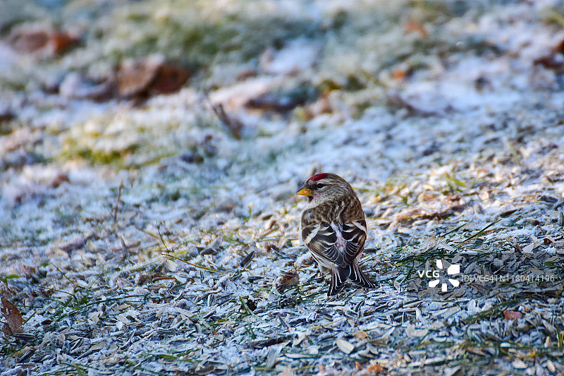 野生动物与自然：小鸟（普通朱顶雀）在结霜的草坪上吃葵花籽图片素材