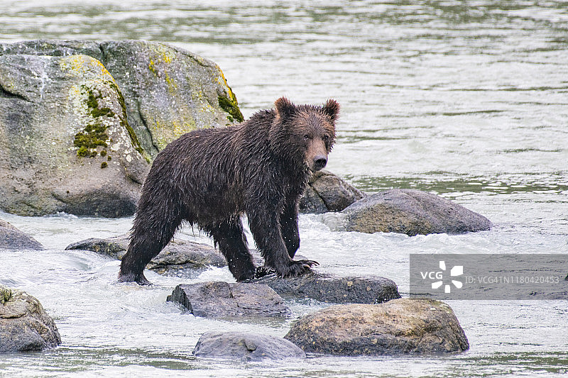 阿拉斯加棕熊在绿松石色的河中观察鲑鱼图片素材