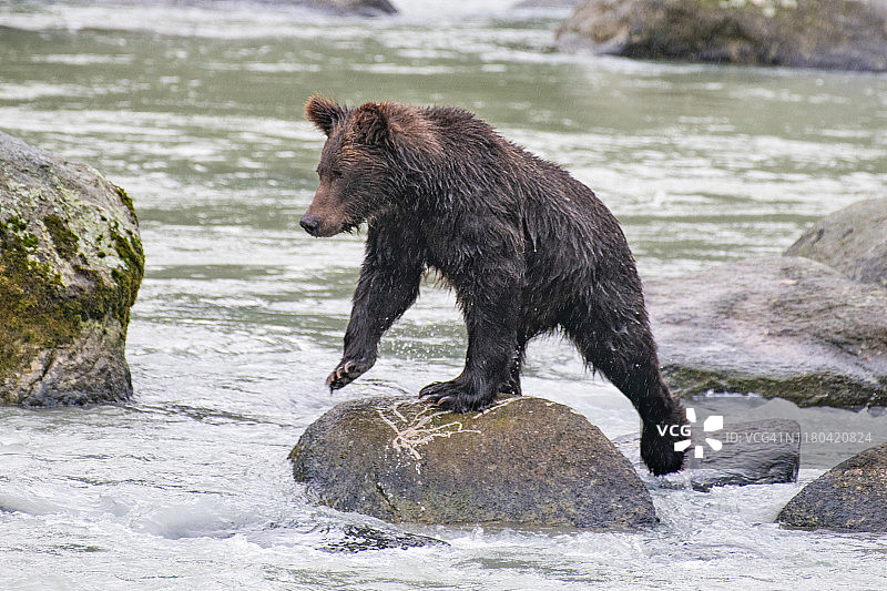 阿拉斯加棕熊在绿松石色的河中观察鲑鱼图片素材