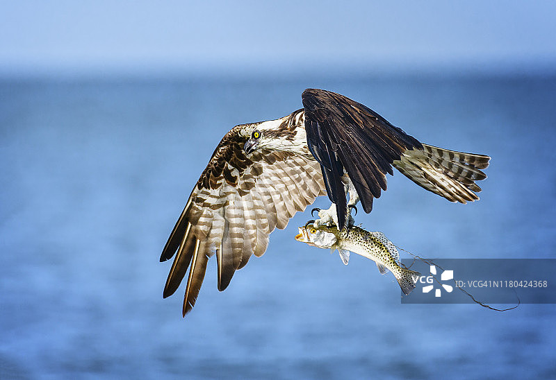 在佛罗里达州迈尔斯堡海滩上捕获新鲜鱼类的鹗图片素材