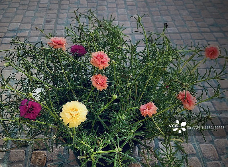 夏日花园里的彩色 Moss-rose图片素材