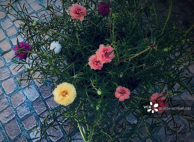 夏日花园里的彩色 Moss-rose图片素材