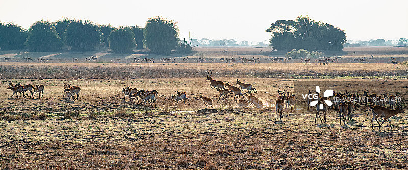 赞比亚卡富埃国家公园布桑加平原上跳跃过水的红列支维羚图片素材